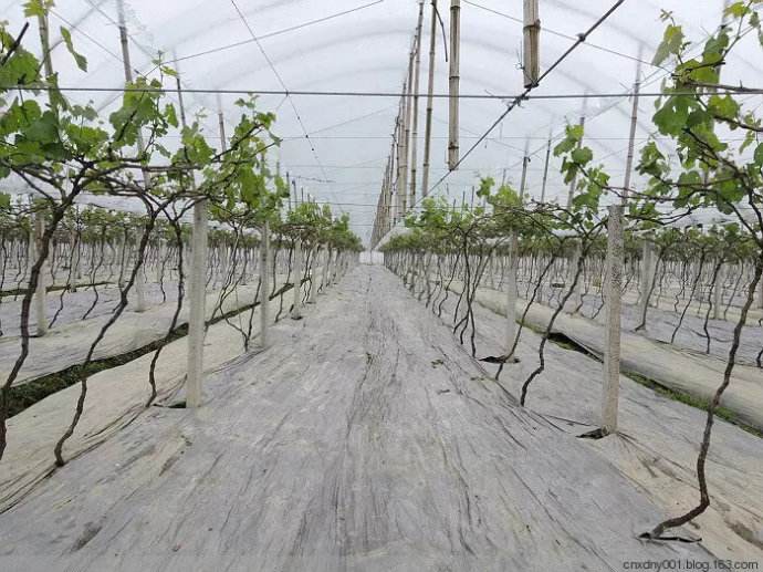 園藝地布對雜草數量、種類的影響